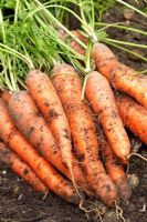 Daucus carota 'Nantes Frubund' - Carrot.  Freshly lifted roots  in September