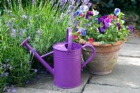 Purple Viola - Pansies with watering can and Lavandula angustifolia 'Hidcote' - Lavender