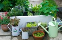 Group of containers, including butler sink planted with  herbs and watering can