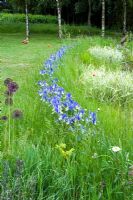 Iris 'Hildegarde' naturalised in grass - Wickets,Essex NGS