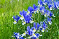 Iris 'Hildegarde' naturalised in grass - Wickets, Essex NGS