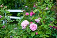 Rosa 'Gertrude Jekyll' with chair in background - Wickets, Essex NGS
