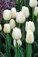 Tulipa 'Angel's Wish'