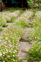 Flowers growing amongst paving slabs - Holbeach Hurn, Lincolnshire, UK, June
