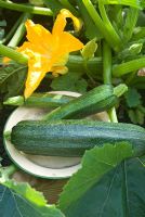 Picked courgette 'Defender' on plate