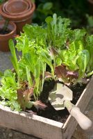 Young mixed salad leaves in seed tray