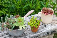 Succulents in unusual containers