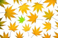 Repeat pattern of orange Acer Aureum leaves against white background with single green leaf - odd one out - one of a kind