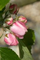 Malus - Apple 'Bramleys Seedling' in May at Old Hall, Higham.