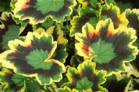 Pelargonium 'Mrs. Pollock' - Zonal Geranium 
