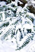 Snow covered Fern in the ruin - Veddw House Garden, December 