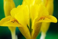 Iris danfordiae, February