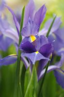 Iris x hollandica 'Professor Blaauw'