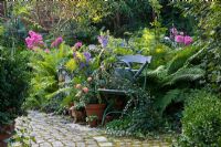 Romantic scenery with paved pathway and tin watering can on an antique chair next to Buxus, Hedera, Lobelia siphilitica, Matteucia struthiopteris and Phlox paniculata