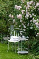 White metal garden furniture against the backdrop of an antique watering station. Rosa 'Venusta Pendula' 