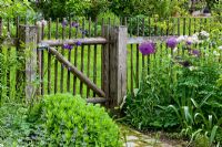 Wooden picket fence and gate. Planting includes, Allium aflatunense, Aquilegia vulgaris, Sedum telephium and Thalictrum aquilegifolium 'Album'