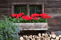 Window of rustic wooden house with a wood pile a window box with Zonal Pelargonium and Rosmarinus officinalis