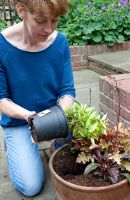 Lady planting a decorative pot, knocking plant out of pot