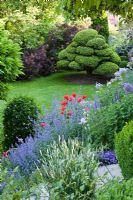 Informal garden setting with Ilex crenata, Nepeta x faassenii 'Walkers Low', Papaver orientale and Allium 'Globemaster'
