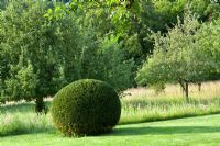 Taxus baccata - Yew topiary and fruit trees