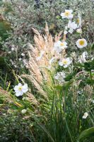 Stipa brachytricha - Korean Feather Reed Grass, syn. Calamagrostis brachytricha, Anemone Japonica 'Honore Joubert', Cornus alba 'Variegata'
