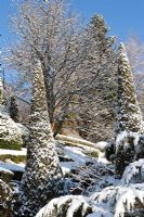 Buxus sempervirens and Thuja occidentalis  'Smaragd' covered in snow