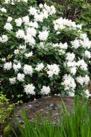 Rhododendron 'Cunningham's White' by water fountain