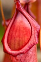 Nepenthis alata - Tropical Pitcher Plant