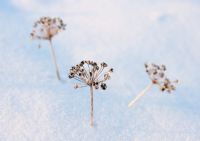 Allium - Garlic Chive seedheads in winter 
