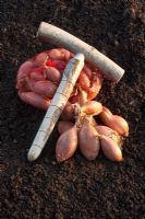 Shallots 'Longor', ready for planting late winter. Hazel dibber and bag full of shallots