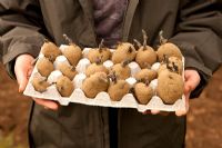 Woman holding egg box tray of Organic 'International Kidney' seed Potatoes chitted in March ready for planting. Salad variety