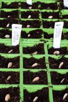 Sowing organic Curcurbita moschata - Squash seeds, in plastic cell modules, in organic compost
