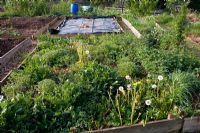 Black plastic sheet mulch acting as weed killer on urban allotment with overgrown raised beds