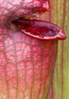 Sarracenia 'Juthatip Soper' - Pitcher Plant