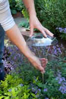 Placing a solar light into a planter, surrounded by Nepeta 'Walkers Low' - Catmint