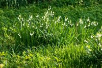 Leucojum vernum - Spring Snowflake, growing in grass