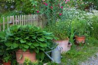 Terracotta containers with perennials next to wooden fence in a country garden - Artemisia, Hosta, Rosa and Tanacetum parthenium 