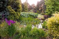 View north, west across pond. Iris ensata and Pleioblastus auricomus in foreground - Greenways garden, Cheshire 
