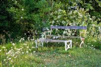Wild flower meadow with seating. Plants include Lotus corniculatus - Birds Foot Trefoil, Leucanthemum vulgare - Ox Eye Daisy 
