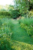 Wild flower meadow with path and seating. Plants include Lotus corniculatus - Birds foot trefoil, Leucanthemum vulgare - Ox Eye Daisy 
