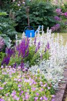 Border of Stachys byzantina - Lambs Ears, Salvia - Sages, and Geraniums with blue watering can and fork