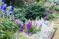 Border of Stachys byzantina - Lambs Ears, Salvia - Sages, Delphiniums and Geraniums with blue watering can and fork
