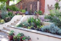 Sloping small modern garden with steps, white painted walls, terrace and tiered planting