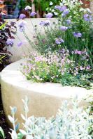 Tiered walled planting bed in small modern garden with Scabious, Diascia and Cotoneaster