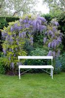 Arch of Wisteria 'Caroline' with white seat - Wickets, Essex, NGS
