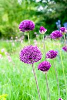 Allium 'Purple Sensation' growing in grass in wild garden - Wickets, Essex NGS
