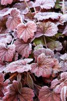 Frosted Heuchera leaves