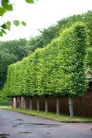 Pleached Tilia - Lime Avenue. Arley Hall and Gardens, Cheshire, early July