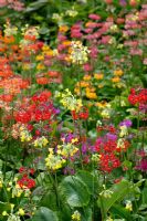 Colourful display of mixed Candelabra Primulas and Primula florindae