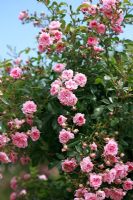 Rosa 'The Fairy' - blooms nonstop from June until frost